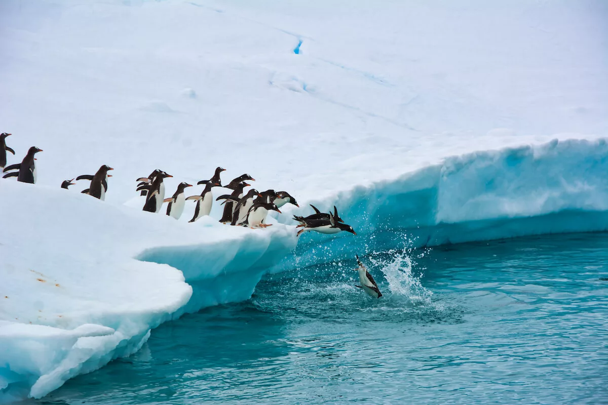 Antarctic-Peninsula_Colony-of-Penguins-copy